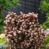 Physocarpus 'Little Joker' Live Plant - Deciduous Shrub, 8-12 Inch Starter - Image 1