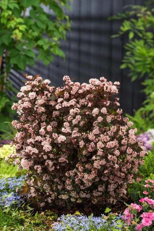 Physocarpus 'Little Joker' Live Plant - Deciduous Shrub, 8-12 Inch Starter - Image 1