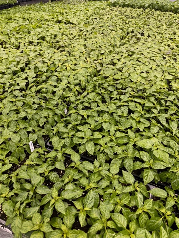 Pick Your Own 3 Live Super Hot Pepper Plants - 75+ Day Old Vegetable Seedlings, Indoor/Outdoor - Image 2