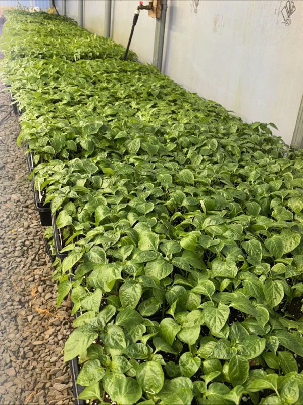Pick Your Own 3 Live Super Hot Pepper Plants - 75+ Day Old Vegetable Seedlings, Indoor/Outdoor - Image 3