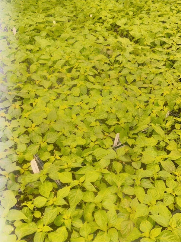 Pick Your Own 3 Live Super Hot Pepper Plants - 75+ Day Old Vegetable Seedlings, Indoor/Outdoor - Image 4