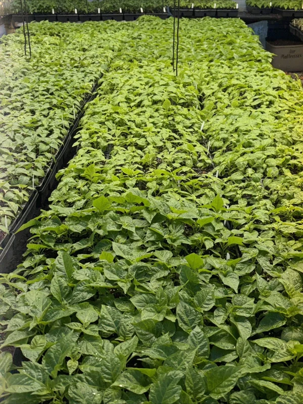 Pick Your Own 3 Live Super Hot Pepper Plants - 75+ Day Old Vegetable Seedlings, Indoor/Outdoor - Image 5
