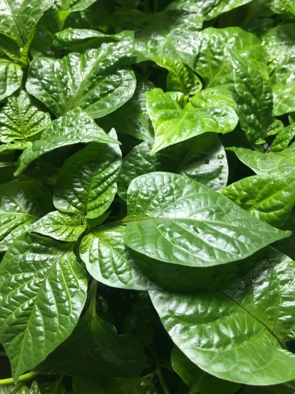 Pick Your Own 3 Live Super Hot Pepper Plants - 75+ Day Old Vegetable Seedlings, Indoor/Outdoor - Image 1