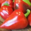 Pimento Elite Sweet Pepper Live Plants - 3 Pack - Red, Vegetative Stage - Image 1