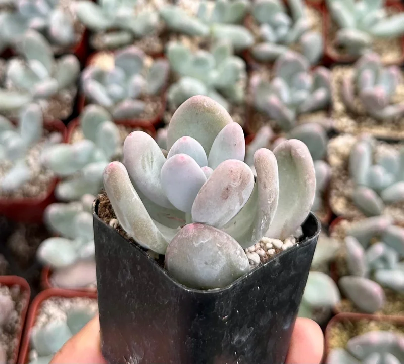 Pink Moonstone, Blue Moonstone, Pink Succulent, Pachyphytum Oviferum, Small Plant in 2" pot - Image 2