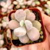 Pink Moonstone, Blue Moonstone, Pink Succulent, Pachyphytum Oviferum, Small Plant in 2" pot - Image 1