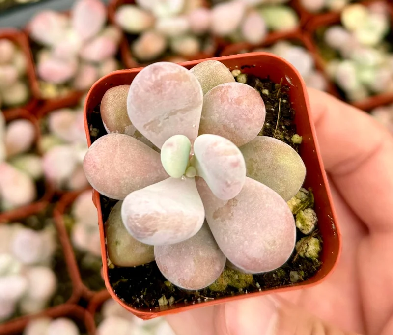 Pink Moonstone, Blue Moonstone, Pink Succulent, Pachyphytum Oviferum, Small Plant in 2" pot - Image 1