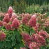 Pinky Winky Prime Hydrangea Paniculata Live Plant – 7-12 Inch Tall Shrub - Image 1
