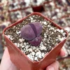 Pleiospilos Royal Flush Succulent Live Plant - Rare Purple Lithop, 2.5" Pot - Image 1