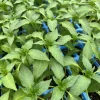 Poblano Ancho Mild Pepper Live Plants - 3 Pack, 75 Days Old, Vegetable - Image 1