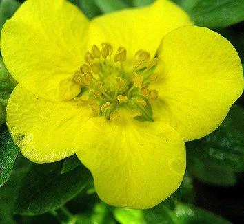 Potentilla Fruticosa 'Tangerine' Shrubby Cinquefoil Live Plant - 5-7 Inch Starter - Image 2