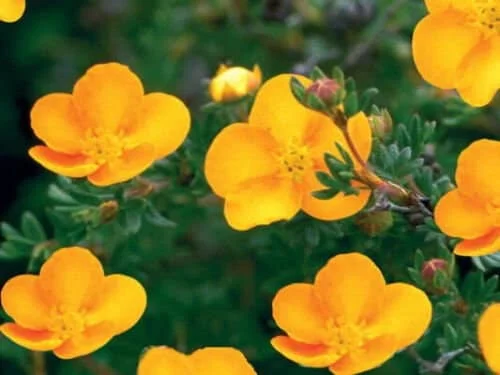 Potentilla Fruticosa 'Tangerine' Shrubby Cinquefoil Live Plant - 5-7 Inch Starter - Image 1