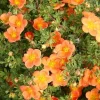Potentilla 'Orangeade' Shrubby Cinquefoil Live Plant – 5-7 Inch Starter - Image 1