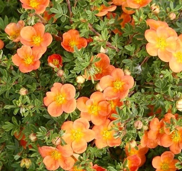 Potentilla 'Orangeade' Shrubby Cinquefoil Live Plant – 5-7 Inch Starter - Image 1