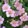 Potentilla 'Pink Beauty' Live Plant - Shrubby Cinquefoil - Starter Plant 5-7 Inch Tall - Image 1