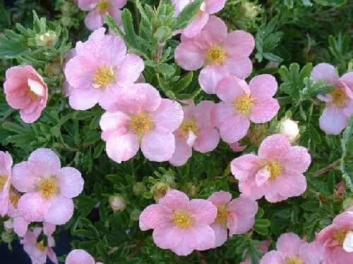 Potentilla 'Pink Beauty' Live Plant - Shrubby Cinquefoil - Starter Plant 5-7 Inch Tall - Image 1