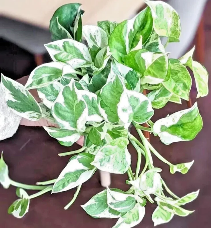 Pothos Pearls and Jade Seeds - 10 Seeds - Devil's Ivy - Variegated Indoor House Plant - Image 2