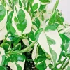 Pothos Pearls and Jade Seeds - 10 Seeds - Devil's Ivy - Variegated Indoor House Plant - Image 1