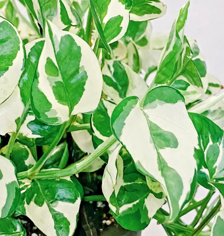 Pothos Pearls and Jade Seeds - 10 Seeds - Devil's Ivy - Variegated Indoor House Plant - Image 1