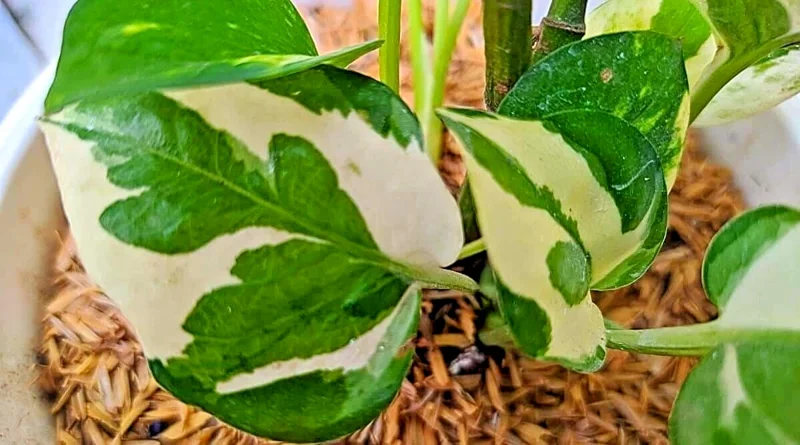 Pothos Pearls and Jade Seeds - 10 Seeds - Devil's Ivy - Variegated Indoor House Plant - Image 3