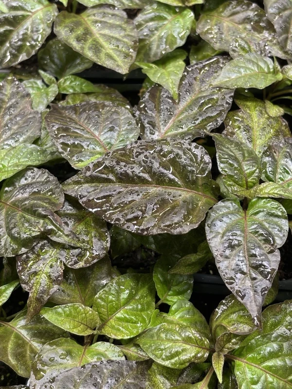 Primotali Red Super Hot Pepper Live Plants - 3 Pack, 75+ Days Old, Vegetative Stage - Image 2