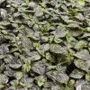 Primotali Red Super Hot Pepper Live Plants - 3 Pack, 75+ Days Old, Vegetative Stage - Image 1