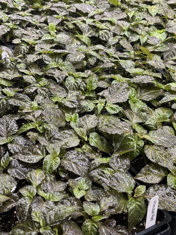 Primotali Red Super Hot Pepper Live Plants - 3 Pack, 75+ Days Old, Vegetative Stage - Image 1