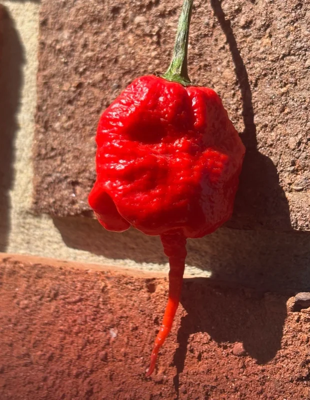 Primotali Red Super Hot Pepper Live Plants - 3 Pack, 75+ Days Old, Vegetative Stage - Image 3