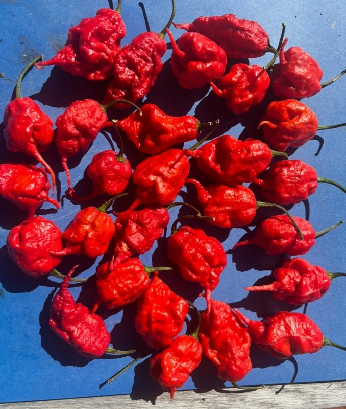 Primotali Red Super Hot Pepper Live Plants - 3 Pack, 75+ Days Old, Vegetative Stage - Image 4