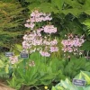 Primula Japonica Mix Primrose Live Plant - Candelabra Flowers - 2.5x3.5 inch Pot - Zone 5-9 Perennial - Image 1
