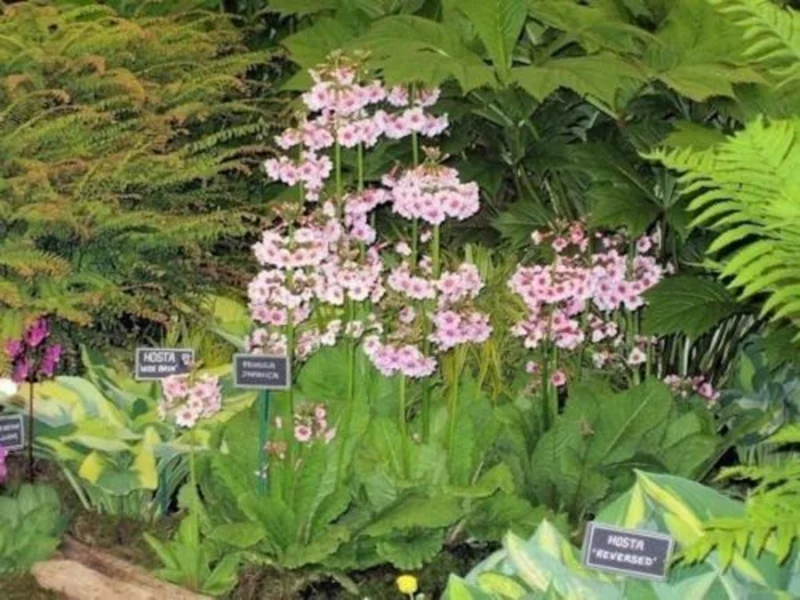 Primula Japonica Mix Primrose Live Plant - Candelabra Flowers - 2.5x3.5 inch Pot - Zone 5-9 Perennial - Image 1