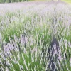 Provence Lavender Live Plant - Aromatic French Herb - Starter Plug - Zones 5-9 - Image 1