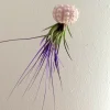 Purple Air Plant Live Plant in Sputnik Sea Urchin Shell Hanger - Indoor, 7-9 inches - Image 1
