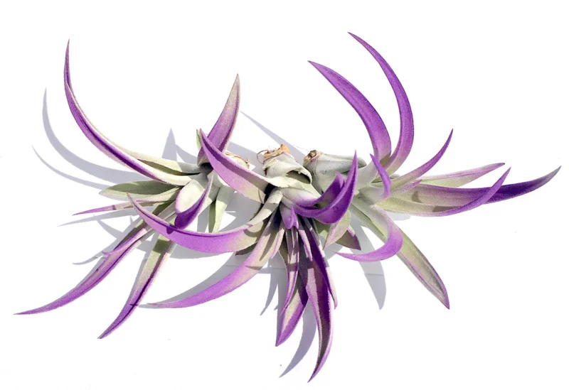 Purple Air Plant Mix Tillandsia Set of 6 Live Plants, 3in+, Indoor, Easy Care - Image 1