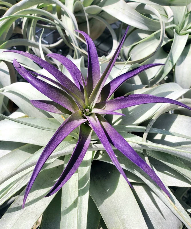 Purple Airplant Tillandsia Live Plant – 4-7 inches – Easy Care Indoor Epiphyte - Image 2