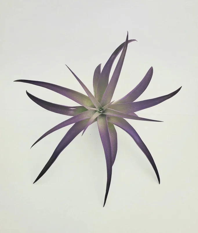 Purple Airplant Tillandsia Live Plant – 4-7 inches – Easy Care Indoor Epiphyte - Image 3