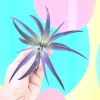 Purple Airplant Tillandsia Live Plant – 4-7 inches – Easy Care Indoor Epiphyte - Image 1