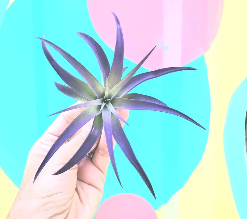 Purple Airplant Tillandsia Live Plant – 4-7 inches – Easy Care Indoor Epiphyte - Image 1
