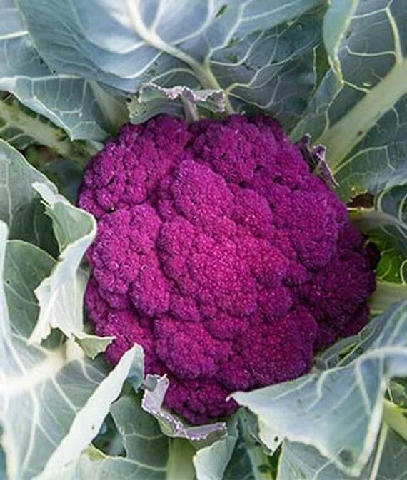 Purple Cauliflower Seeds - Non-GMO Vegetable Seeds - Fast Growing - 10,000 Seeds - Image 3