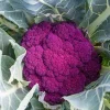 Purple Cauliflower Seeds - Non-GMO Vegetable Seeds - Fast Growing - 10,000 Seeds - Image 1