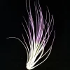 Purple Juncea Air Plant Tillandsia - Live Plant, 4-7 inch, Indoor Decor - Image 1