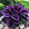 Purple Tip Calathea Couture Flower Seeds - Perennial, Indoor & Outdoor, 10+ Seeds - Image 1