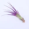 Purple Tricolor Air Plant Live - Tillandsia Tricolor Indoor Houseplant 4-6 inches - Image 1