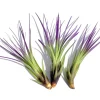 Purple Tricolor Air Plant Mix - 3 Live Tillandsia Plants 4-6 in - Indoor Decor - Image 1