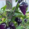 Purple UFO Hot Chili Pepper Live Plants - 3 Pack, Vegetative Stage, Medium Sun - Image 1