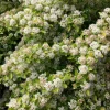 Raspberry Lemonade Ninebark Live Plant - Physocarpus Shrub - 5-6 Inch Starter - Image 1