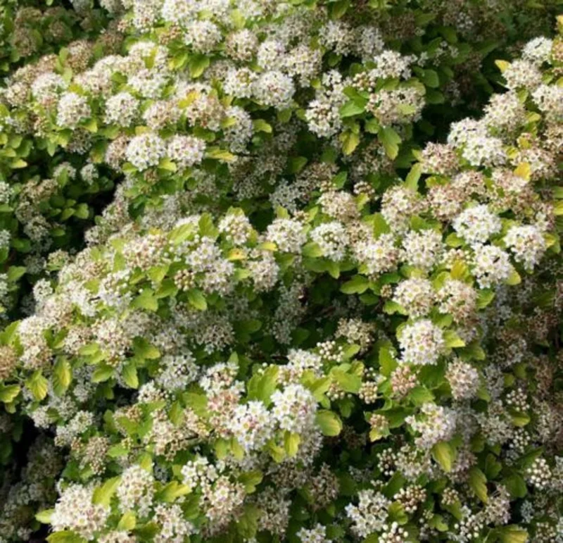 Raspberry Lemonade Ninebark Live Plant - Physocarpus Shrub - 5-6 Inch Starter - Image 1