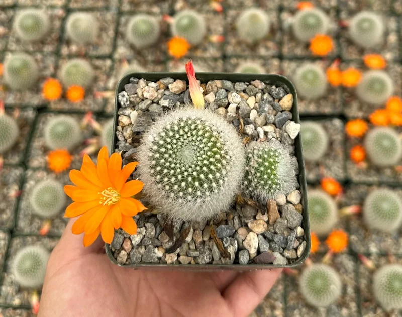 Rebutia Fiebrigii Live Plant - Blooming Cactus, Ornamental, 3 Inch Pot - Image 2