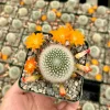 Rebutia Fiebrigii Live Plant - Blooming Cactus, Ornamental, 3 Inch Pot - Image 1