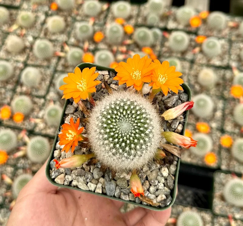 Rebutia Fiebrigii Live Plant - Blooming Cactus, Ornamental, 3 Inch Pot - Image 1
